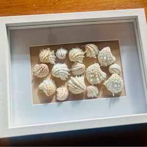 Seashell Shadowbox